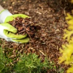 Gardener wearing gloves spreading wood mulch around plants in a landscaped garden bed.
