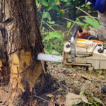Professional tree removal worker using a chainsaw to cut down a tree at the base in Waynesville, OH, as part of Ideal Cut & Trim's expert tree services.