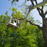 Arborist using a lift to trim tree branches in a residential area on a sunny day.