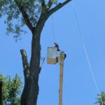 Arborist in bucket truck cutting large tree near residential home during tree removal service on a clear summer day.