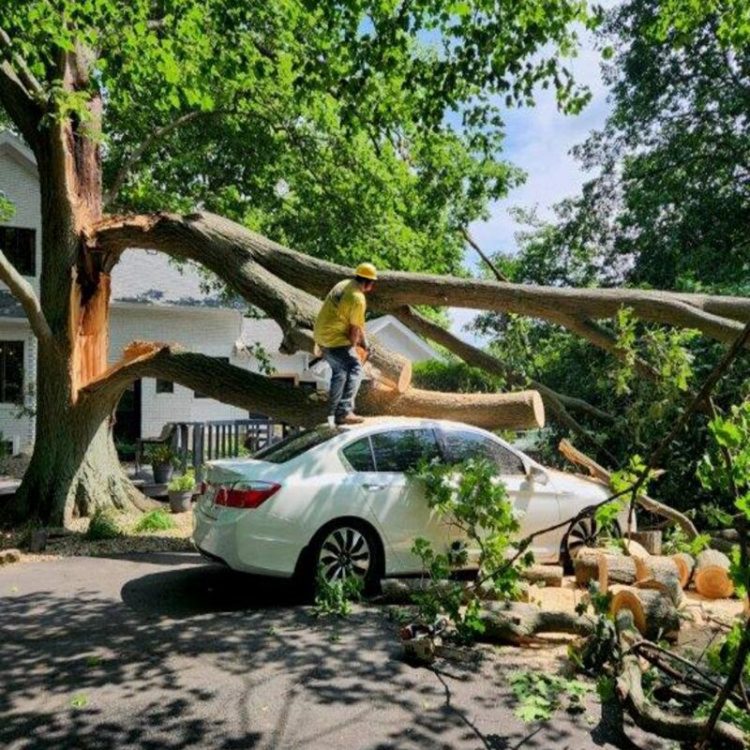 Emergency tree removal service with arborist cutting fallen tree from car after storm damage near residential property.