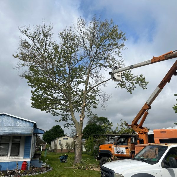 mobile-home-tree-removal-service-bucket-truck-cutting-branches.jpg