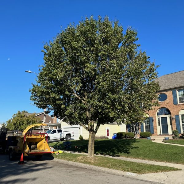 Tree trimming service using chipper truck outside suburban brick home on a sunny day