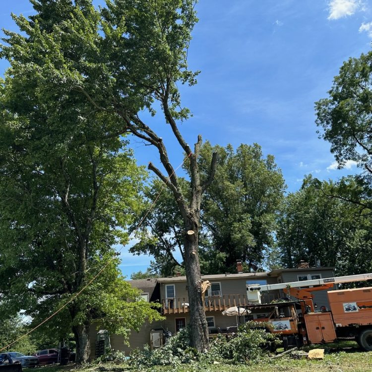 Large tree removal in residential backyard using bucket truck and professional tree cutting service on sunny day.