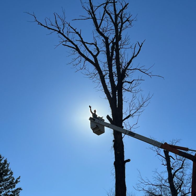 Silhouette of arborist in bucket truck trimming dead tree branches with sun glowing in background during tree removal