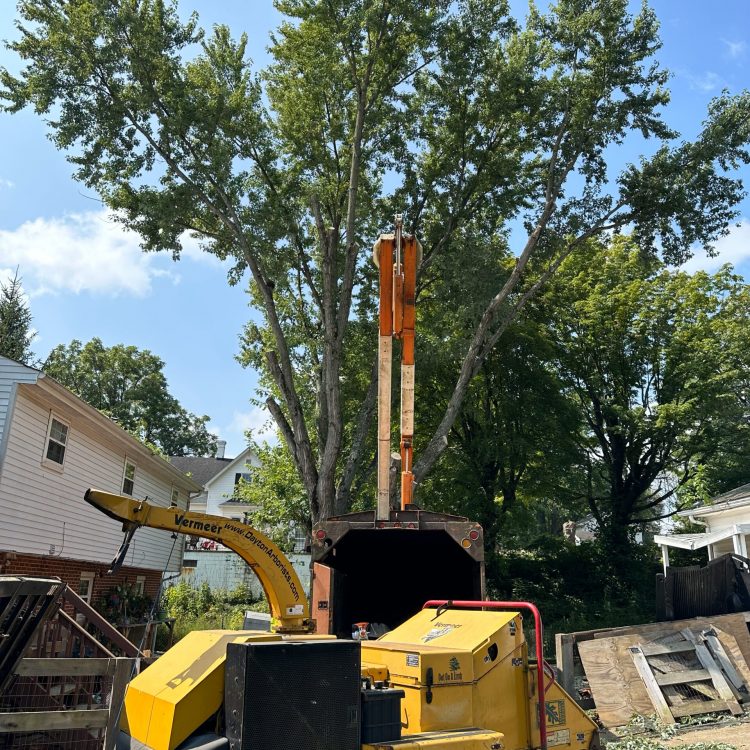 Tree trimming and yard cleanup in progress with chipper machine at a residential property, removing branches and debris.