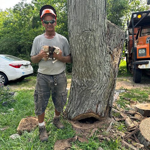 Tree removal worker holding rescued kittens found inside a hollow tree trunk during tree cutting operation.