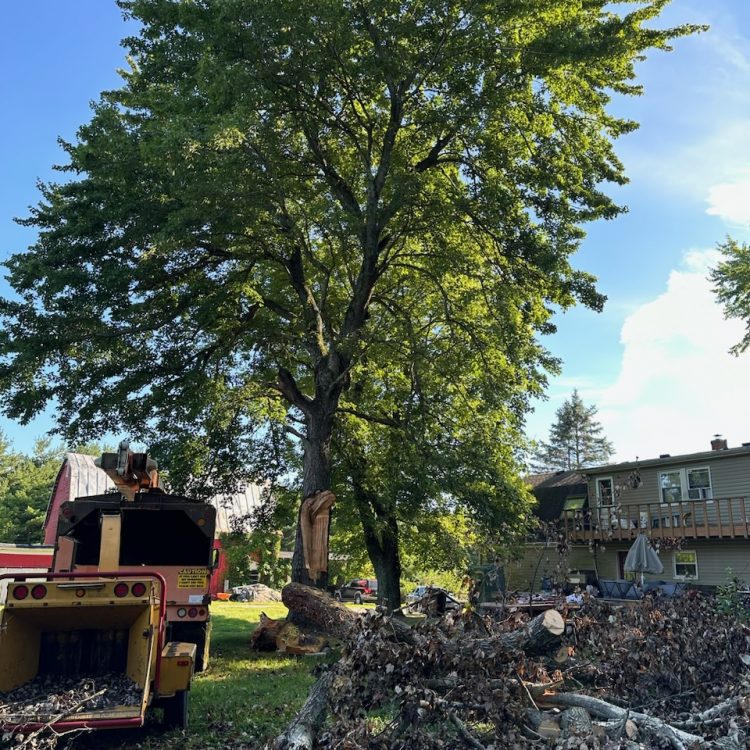Residential tree trimming and yard cleanup using chipper machine to remove branches, leaves, and debris.